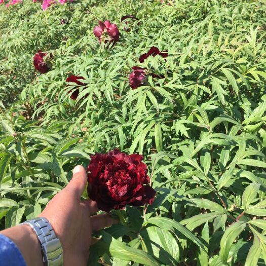 黑豹 2cm以下 4cm以下 0.5米以下 