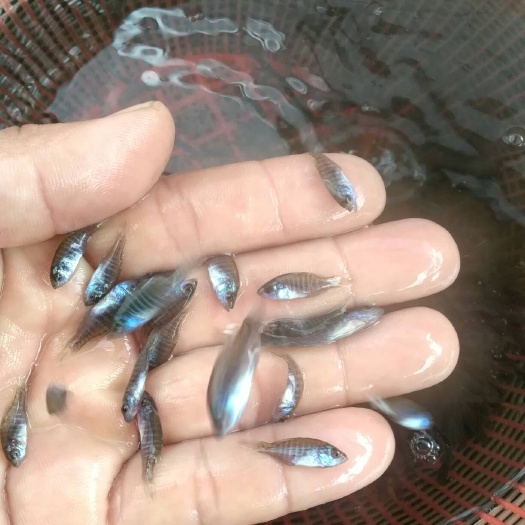 广州太阳鱼苗 统货