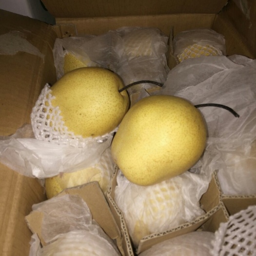 赵县雪梨 300-350g 75mm以上