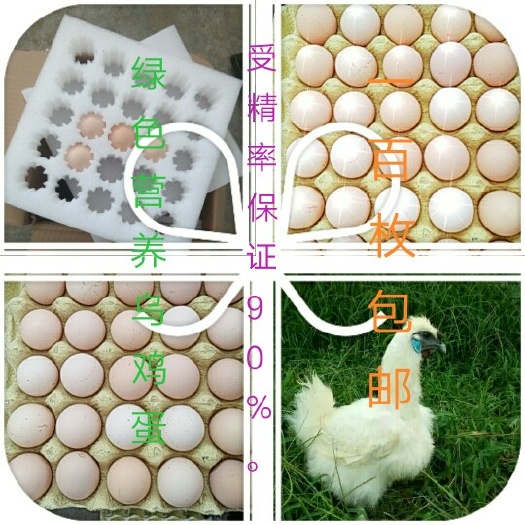浚县 乌鸡鸡蛋大量上市。价格便宜，欢迎订购。
