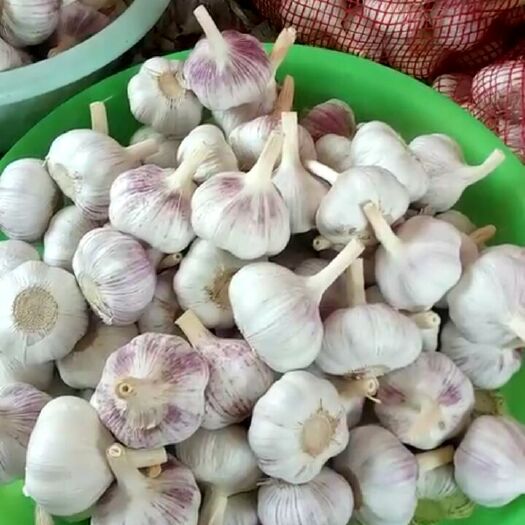 金乡县金乡大蒜 混级统货 多瓣蒜 