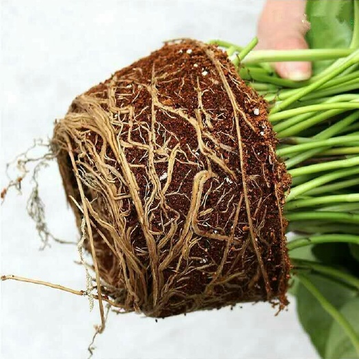 沭阳县绿萝