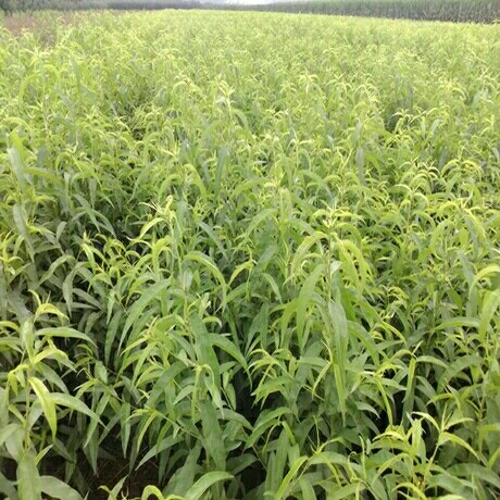 沂水县秋彤桃树苗 1~1.5米