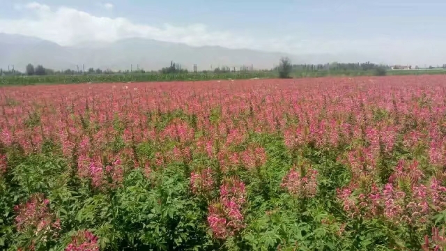 酒泉醉蝶花种子 