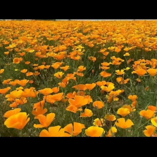 酒泉花菱草种子
