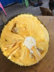 菠萝蜜  马来1号 三亚青皮小丁果