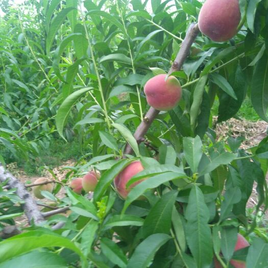 西安春蜜 密桃今天大量上市