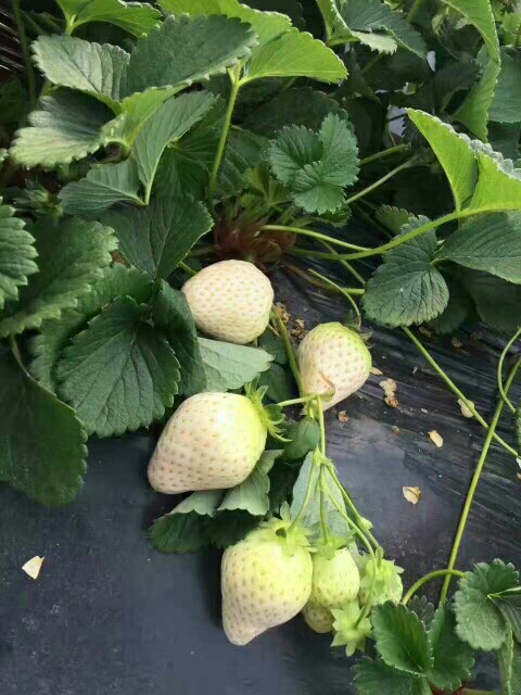 泰安小白草莓苗 地栽苗 10~20公分