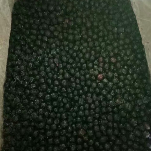 北陆蓝莓 12 - 14mm以上 冻果
