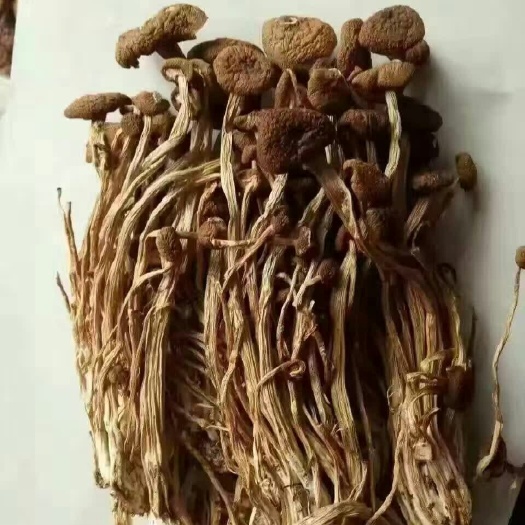 古田县古田茶树菇 10~12cm