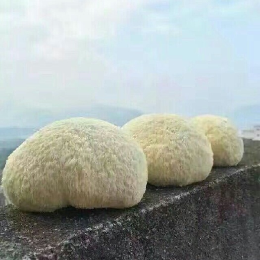 古田县古田猴头菇 5~7cm