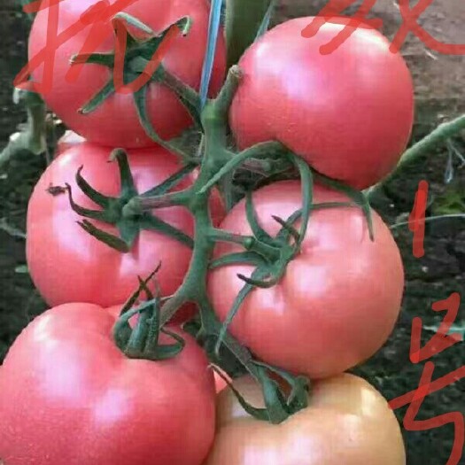 硬粉番茄 精品 弧三以上 硬粉