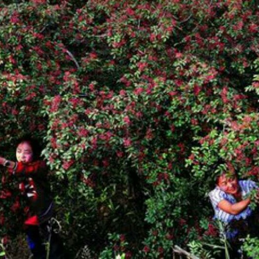 韩城市大红袍花椒 一级 干花椒