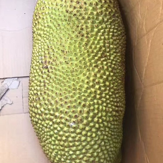 海口海南菠萝蜜 15斤以上 