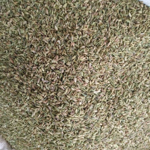 亳州香料茴香