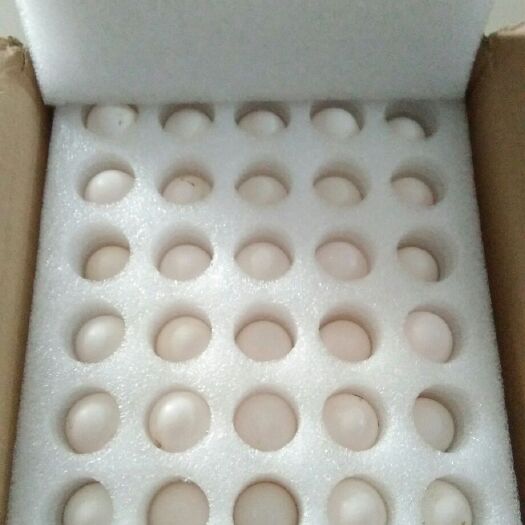 濮阳县鸽子蛋  新鲜鸽蛋！