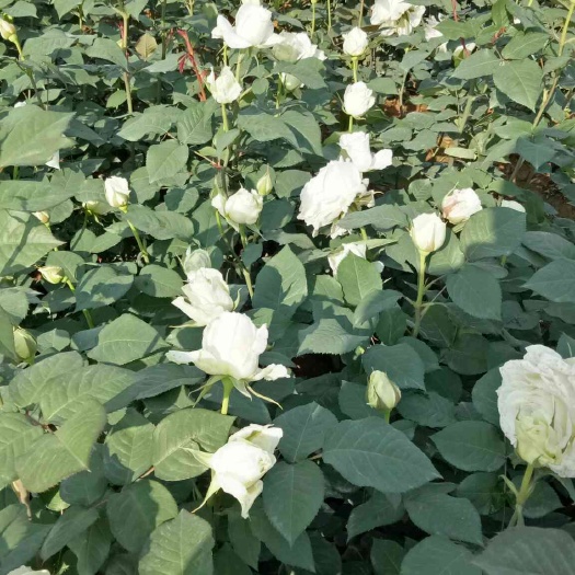 成都四季玫瑰