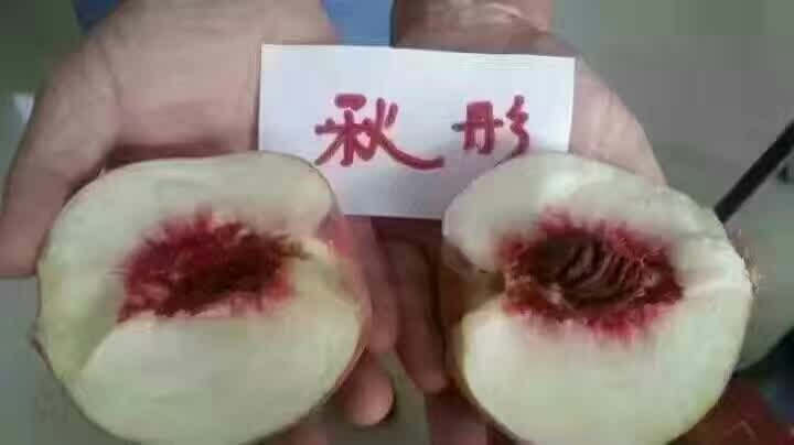 泰安秋彤桃树苗 1~1.5米 