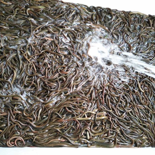 定远县黄鳝苗