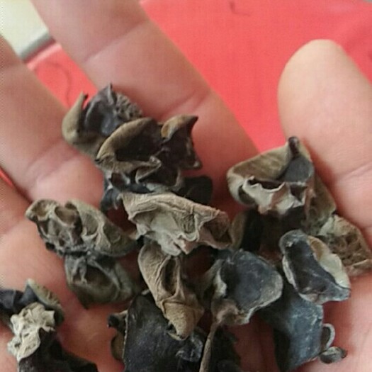 丰县毛木耳 一级