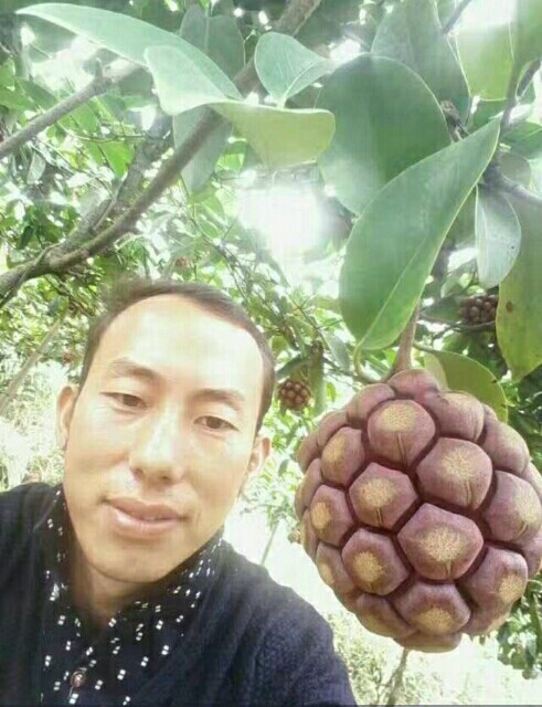 桂林粉红一号