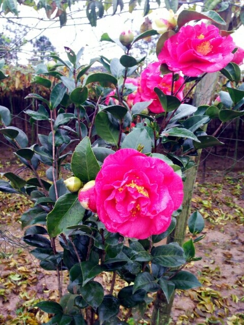 桂林花露珍 80~100cm