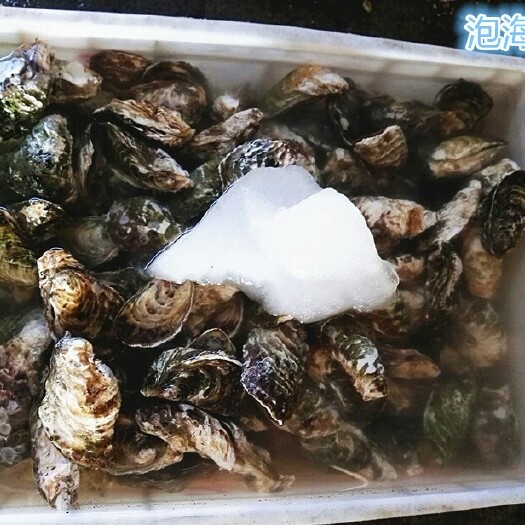 蚝牡蛎 深海蚝珍珠蚝高压锅蚝
联系我们加入团批价更便宜