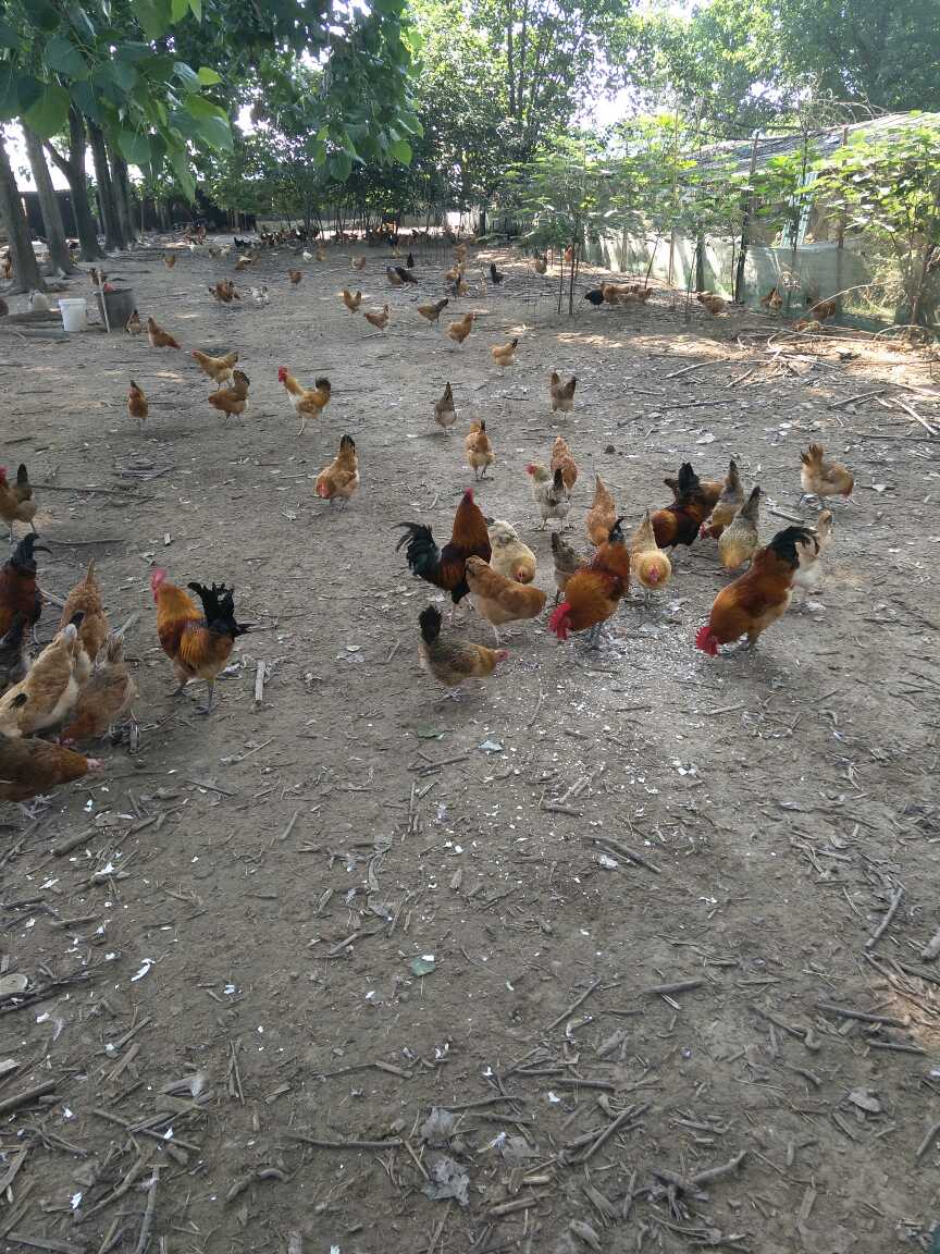 土鸡蛋 食用 箱装