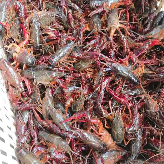 汉寿县洞庭湖小龙虾 7-9钱 人工养殖