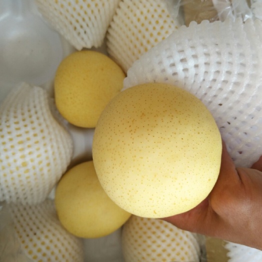 晋州市皇冠梨 450-500g 80mm以上
