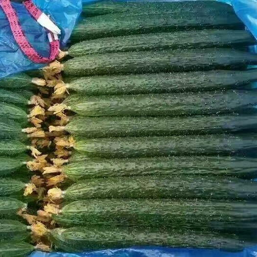  新黄瓜上涨中