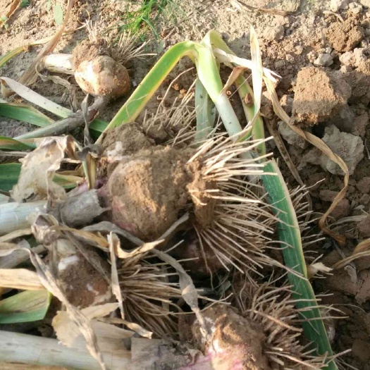 大荔县火蒜 出苔好可培育蒜苗