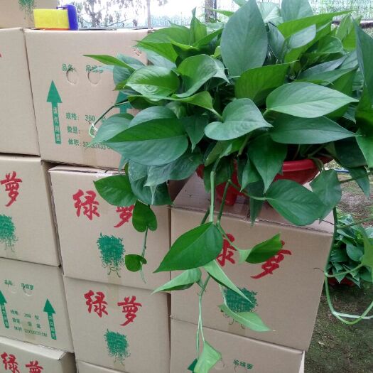广州 360大红盆绿萝25盆起批发