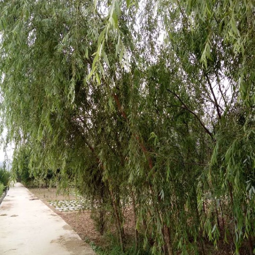 垂榆