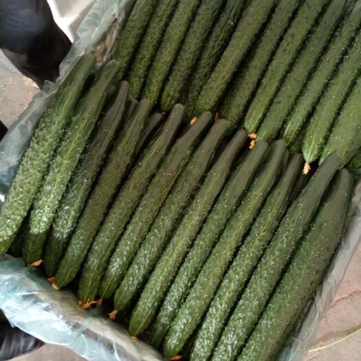 平泉市密刺黄瓜 30cm以上 干花带刺