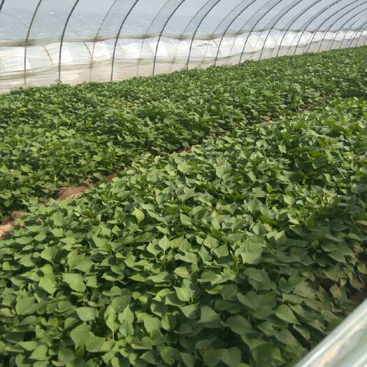 夏津县济薯26号红薯苗 常规种（一级） ≥99.5% ≥90%