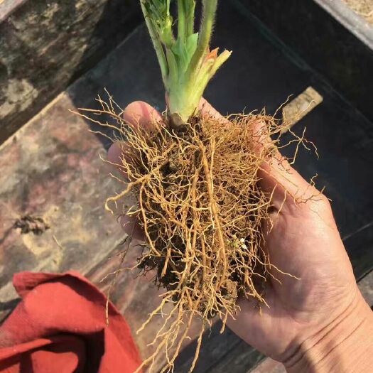 泰安章姬草莓苗 地栽苗 是