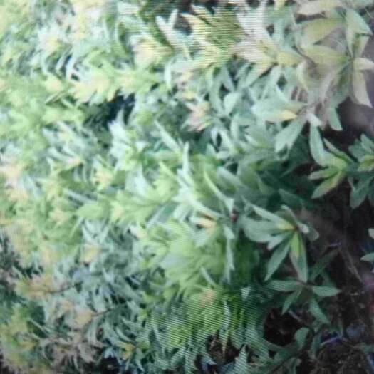 灵山县东魁苗