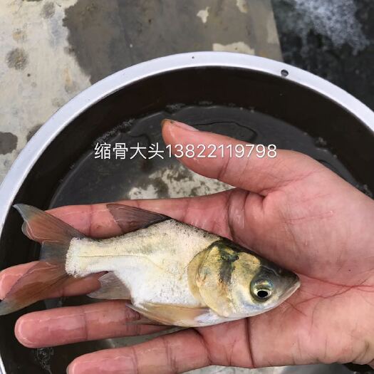 广州缩骨鳙鱼苗