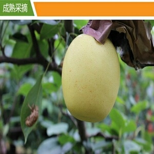 赵县皇冠梨 400-450g 55mm以上