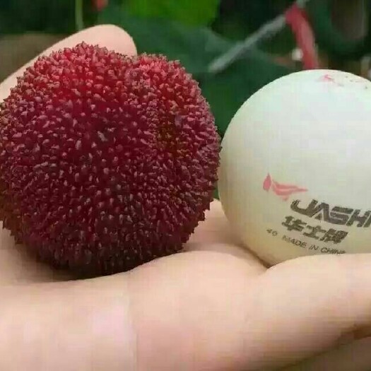 仙居县仙居高山东魁杨梅，品质优口感好，一件代发。