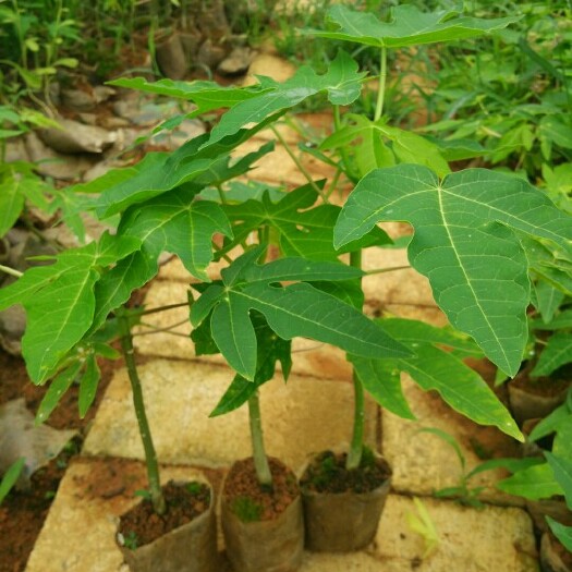 钦州 水果木瓜当年结果大青大白木瓜苗