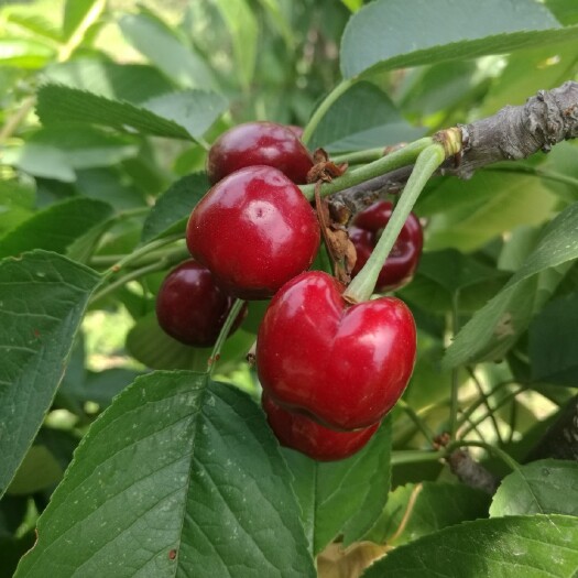 泰安矮化樱桃苗 嫁接矮化樱桃苗