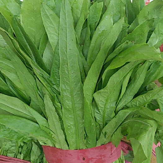 邯郸大油麦  精品油麦