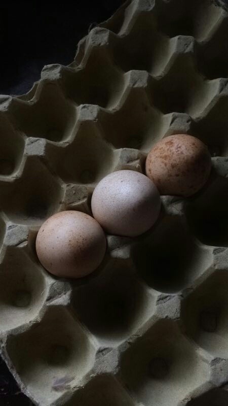 清河县火鸡种蛋 孵化 箱装 