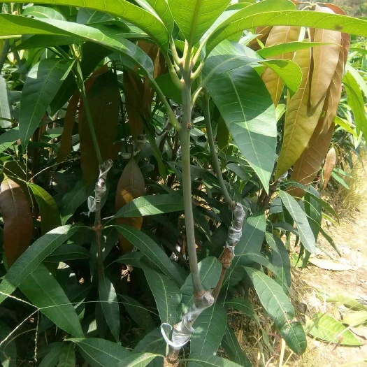 灵山县金煌芒果苗 