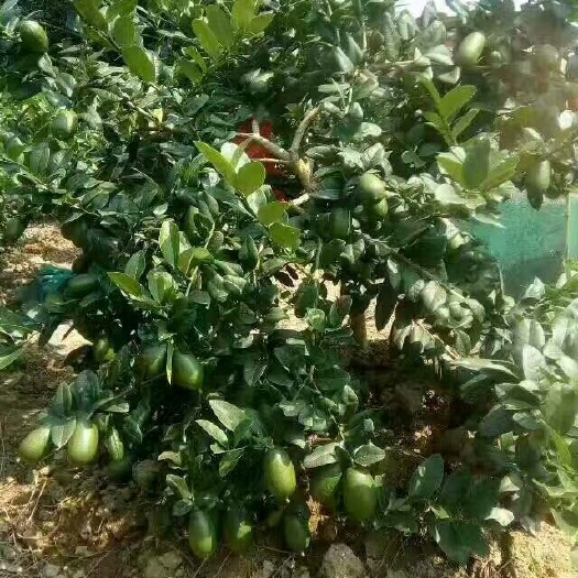 灵山县 香水柠檬苗，品种保证可签合同，需要种植支持走快可亲临基地选购