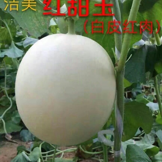 扶沟县创科蜜甜瓜种子 洁美红甜王~早熟抗枯萎病等2公斤左右17度
