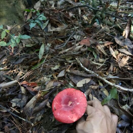 容县红菇 干货 野生 混级统货