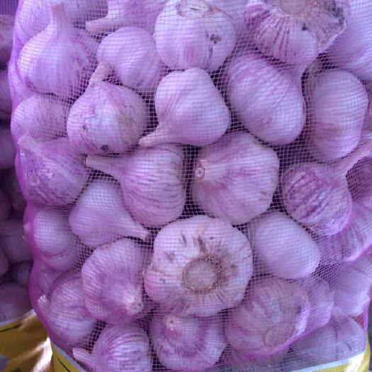 金乡县红皮蒜  金乡大蒜大量供应